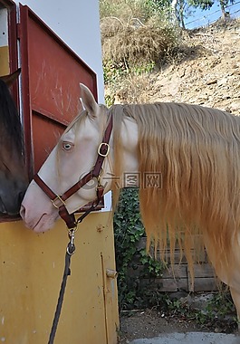 cremello,騭,西班牙馬