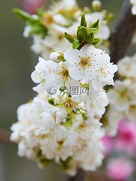 鮮花,雌蕊,詳細