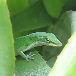 爬行動物,蜥蜴,綠色