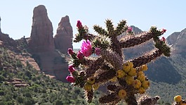 沙漠,仙人掌,花
