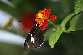 蝴蝶,自然,春