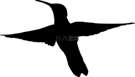 鳥(niǎo),飛行,蜂鳥(niǎo)