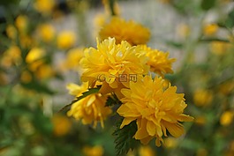 拉南凯尔灌木,蓬勃发展,黄色