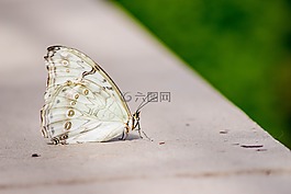 蝴蝶,自然,春