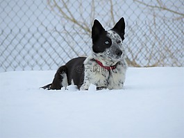 冬天,雪,可愛(ài)
