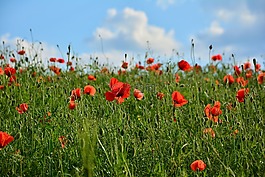 紅罌粟,klatschmohn,罌粟