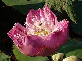越南,亞洲,蓮花