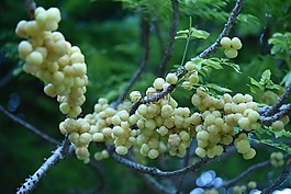 漿果,水果,健康