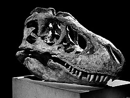 tarbosaurus,恐龙,博物馆