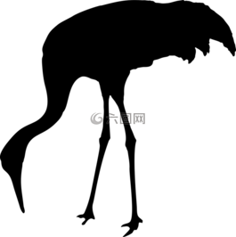 動物,鳥,起重機