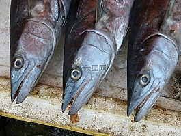 魚,海鮮,菲舍爾
