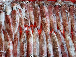 魷魚(yú),八達(dá)通,海鮮