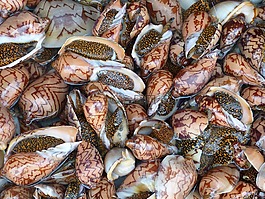 蝸牛,殼,海鮮