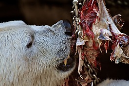 白熊,飼喂,肉
