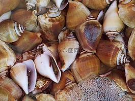 蝸牛,殼,海鮮
