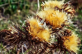 薊,植物,花