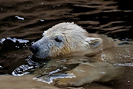 白熊,年輕的動(dòng)物,動(dòng)物園