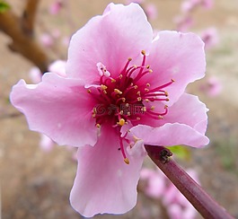 花,雌蕊,詳細(xì)