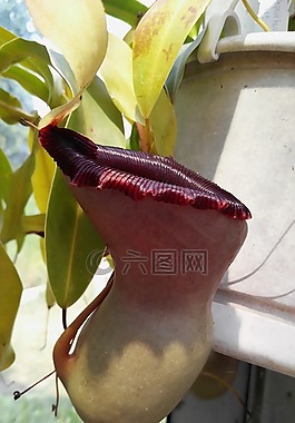 豬籠草,植物園,布達佩斯