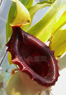 豬籠草,植物園,布達(dá)佩斯