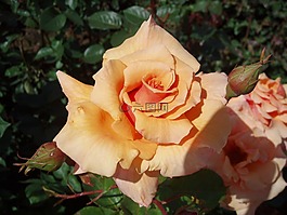 玫瑰,開(kāi)花,玫瑰綻放