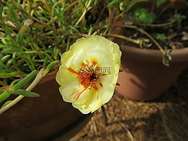 花,黃色,盛開