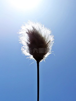 cottongrass,系泊,棉花花