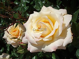 玫瑰,開(kāi)花,玫瑰綻放