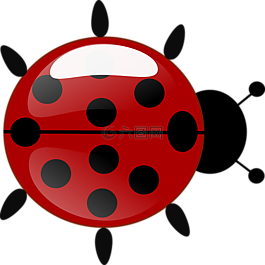 瓢蟲(chóng),昆蟲(chóng),顏色