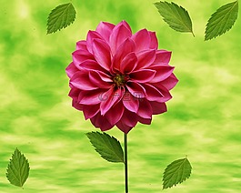 花,绿色背景,绿叶