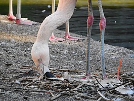 火烈鳥智利,phoenicopterus chilensis,火烈鳥