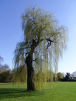 垂柳,牧场,树