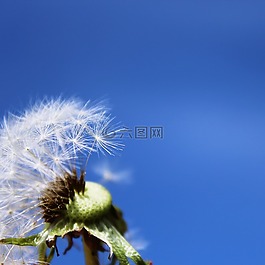 蒲公英,指出花,花