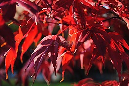 宏碁,葉,紅色