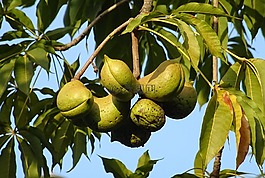 水果,種子 pod,香蘋婆