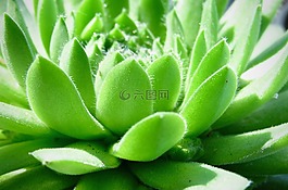 多汁,绿色,植物