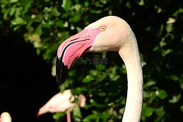 火烈鳥粉紅色,phoenicopterus花,火烈鳥