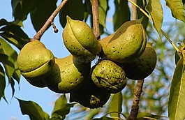 水果,種子 pod,香蘋婆
