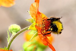 大黃蜂,熊蜂,花