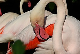 火烈鳥粉紅色,phoenicopterus花,火烈鳥