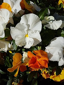 潘茜,鮮花,春天
