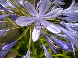 花,墨西哥,luisthemdls