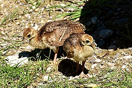 孔雀,鳥,小雞