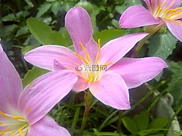 鮮花,墨西哥,花