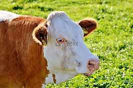 牛,牛肉,反芻動物
