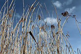 蘆葦,天空,teichplanze