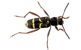 黃蜂甲殼蟲(chóng),clytus白羊座的恒,甲蟲(chóng)