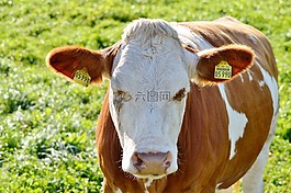 牛,牛肉,反芻動物