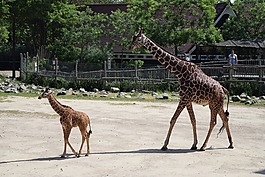 長頸鹿,長頸鹿幼崽,動物園