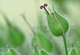 storchschnabel,开花,厂